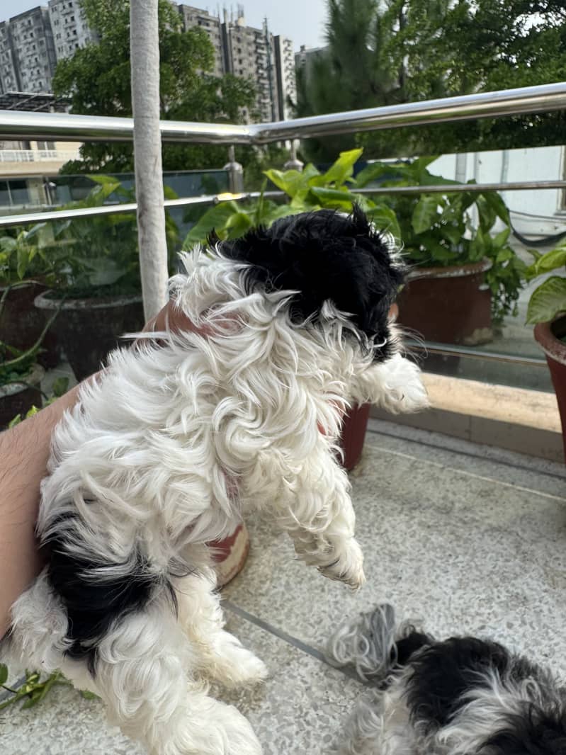 Shihtzu 2