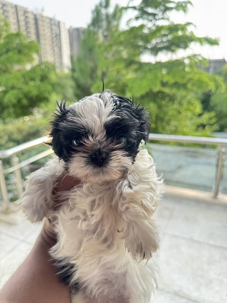 Shihtzu 3