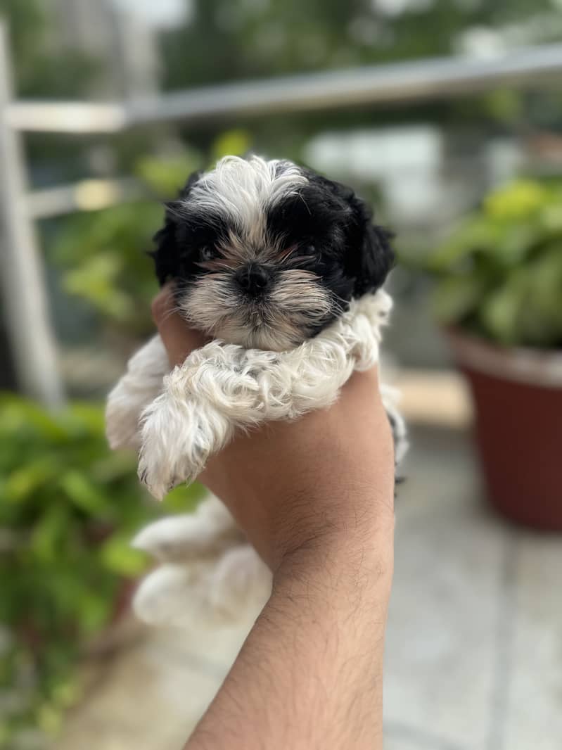 Shihtzu 5
