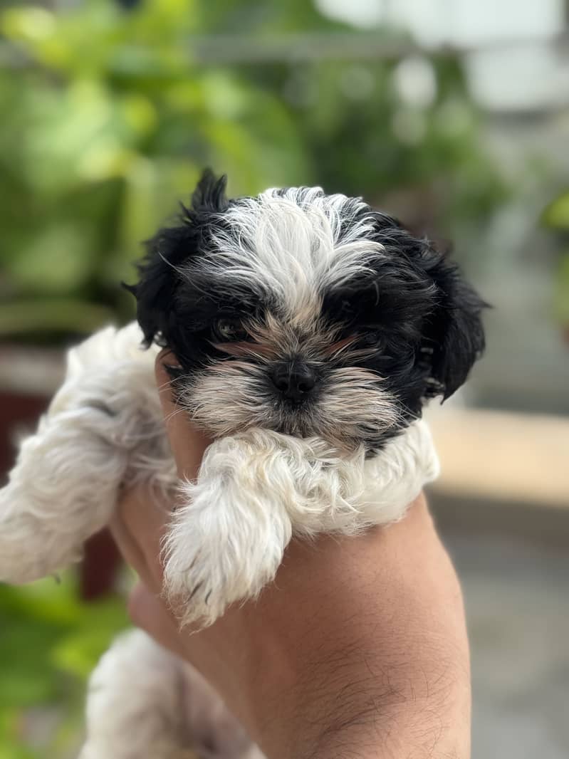 Shihtzu 6