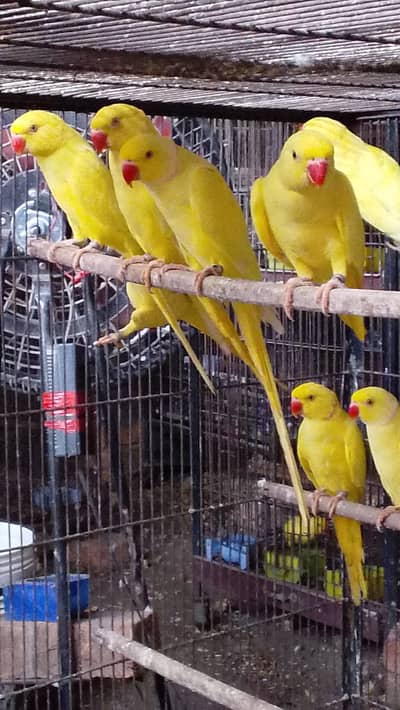 Yellow ring neck breeder pair | ringneck parrots | yellow parrots