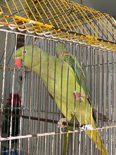 Green ringneck parrot