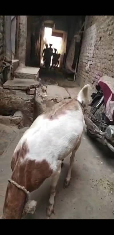 gaban bakri