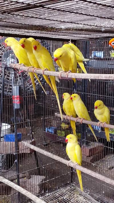 Ringneck parrots | yellow ringneck pair | breeder pair