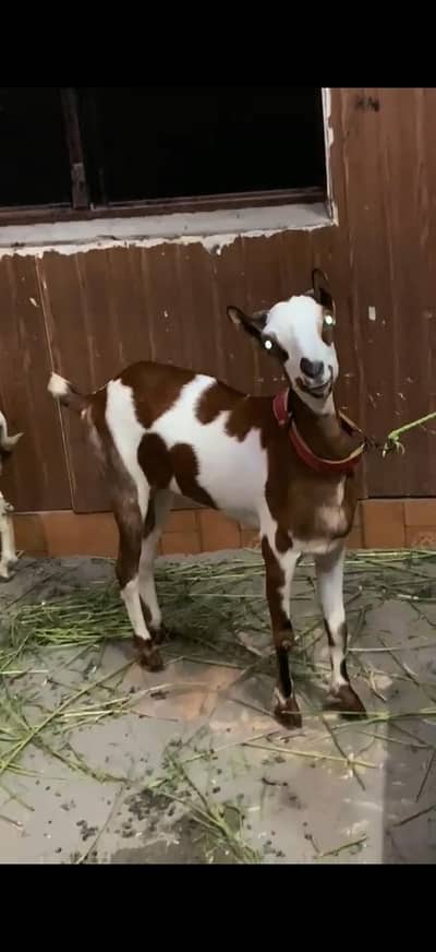 ablak bakri
