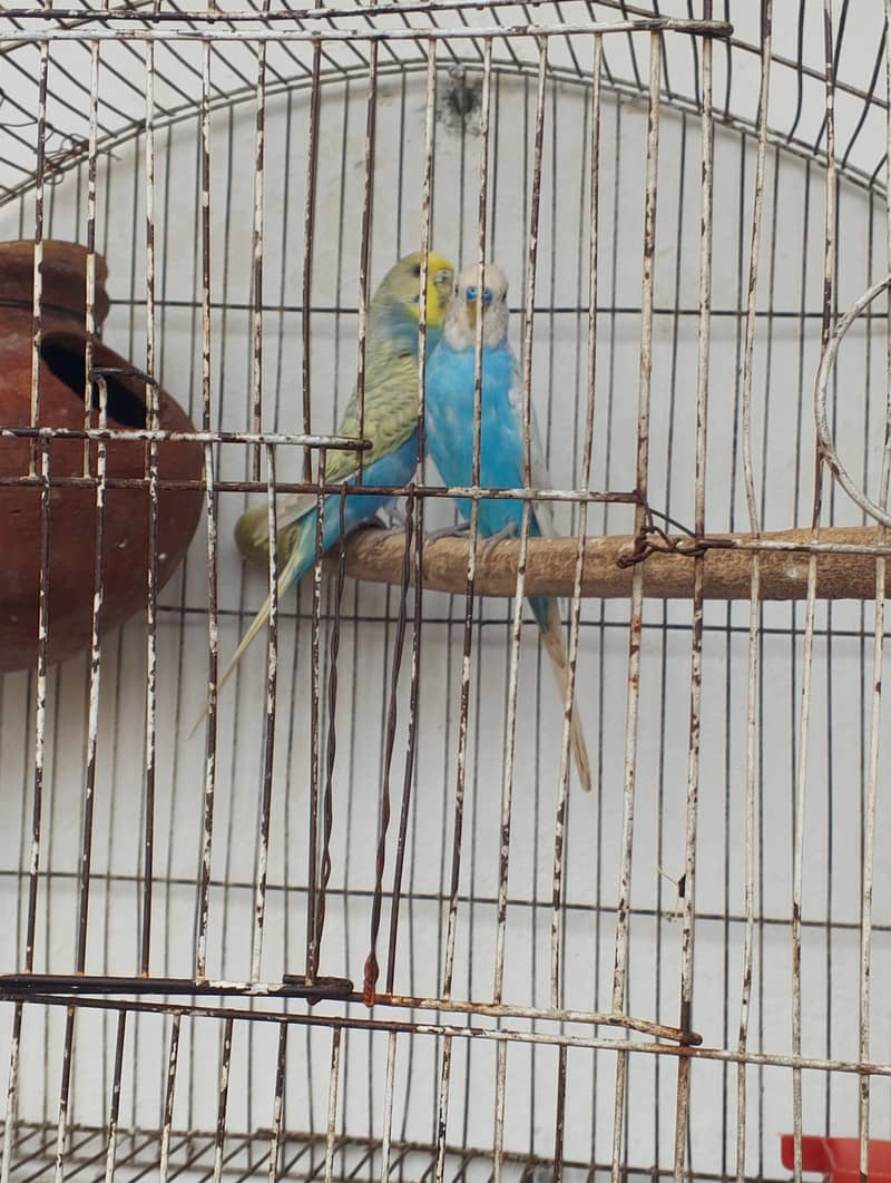 rainbow pair 1