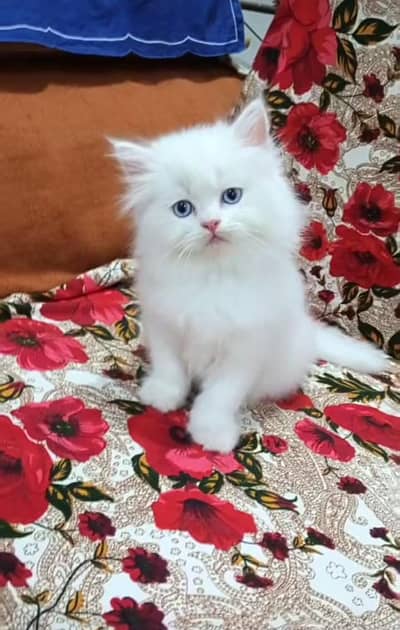 Persian kitten triple cot. for. . sale my WhatsApp03464290927
