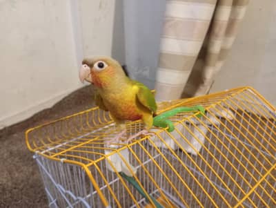 pineapple conure fully hand trained fully playful and talking bird