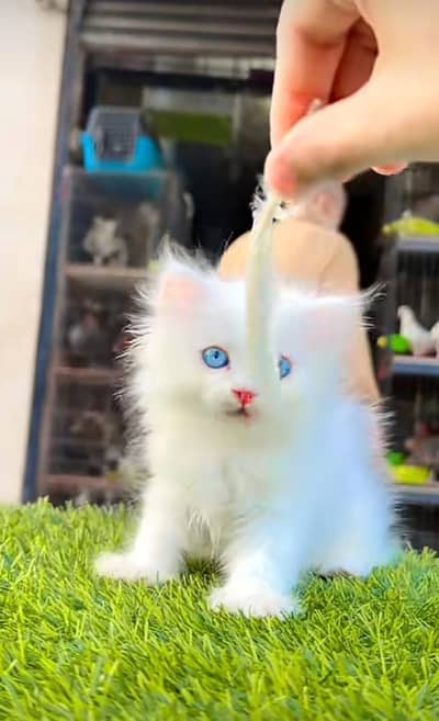 Persian kitten triple cot. for. . sale my WhatsApp03464290927