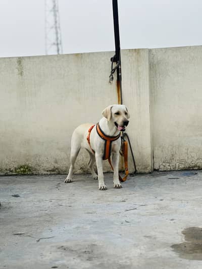 Labrador Female Available for Sale 