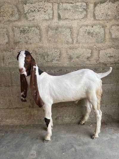 double Hadi ma lalur wala bakra