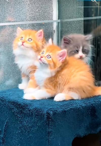 Persian kitten triple cot. for. . sale my WhatsApp03464290927