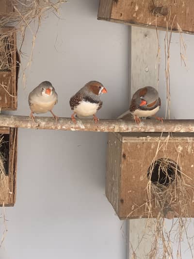 Beautiful Finches pairs ready to breed