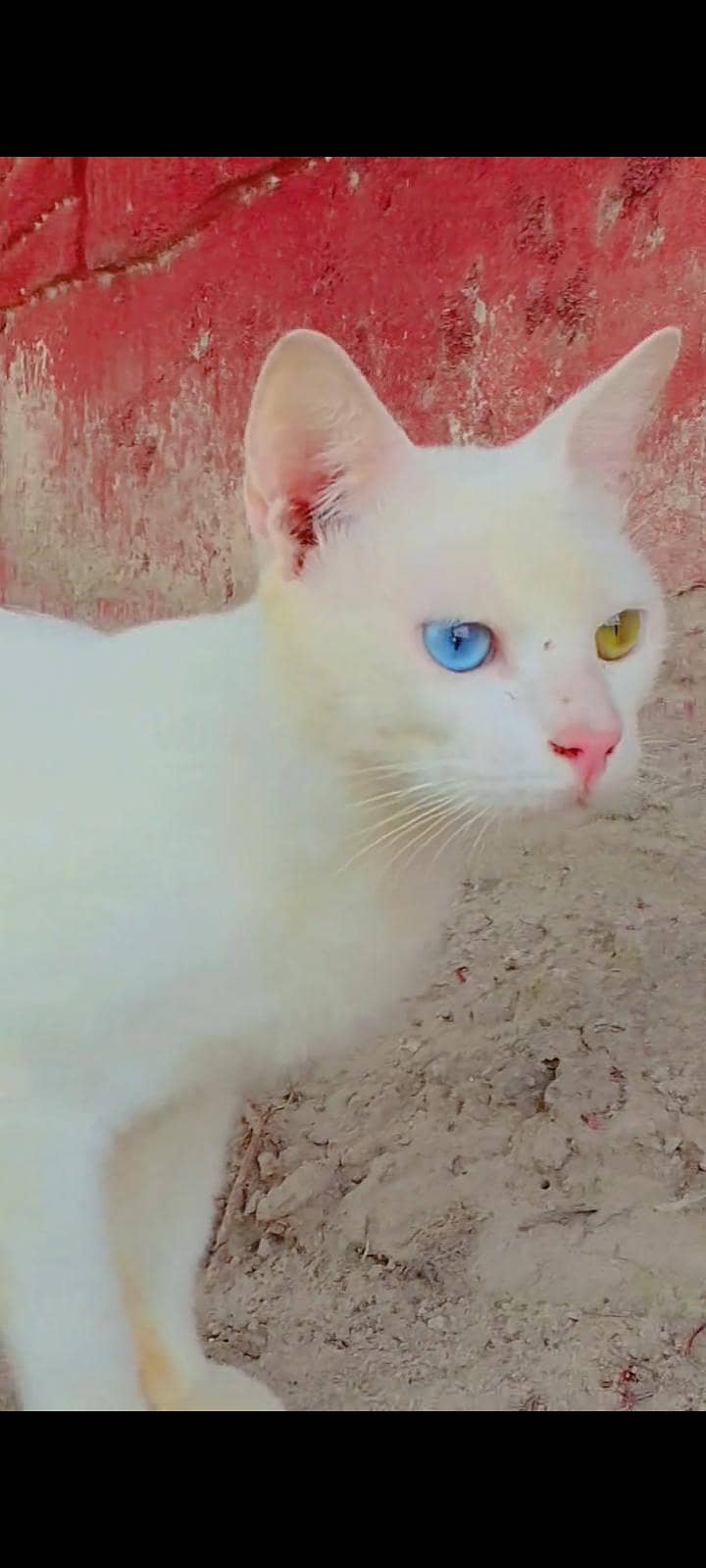 cats  0