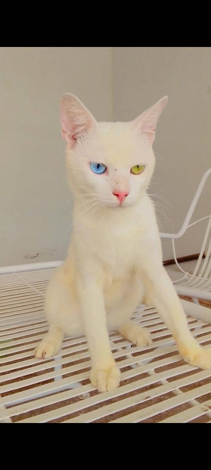 cats  1