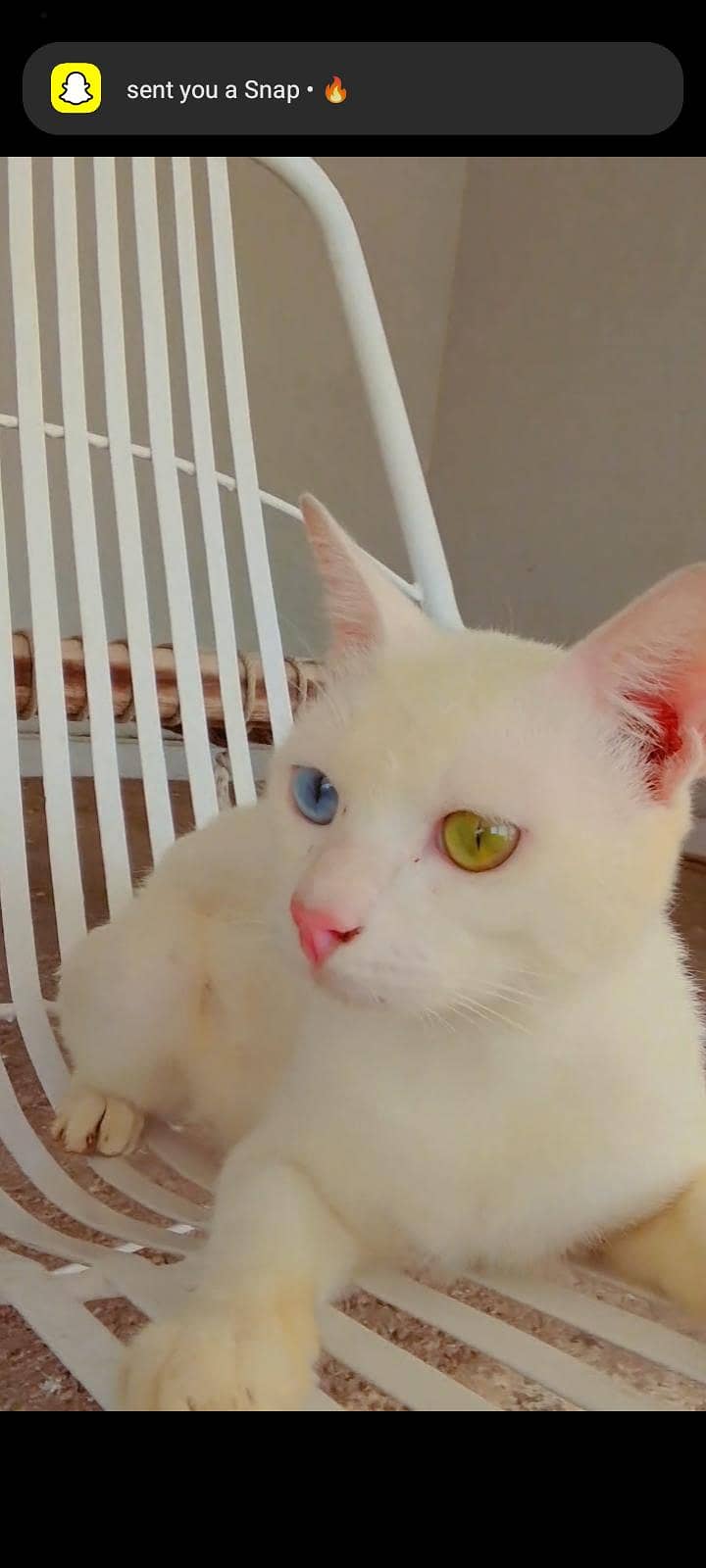 cats  2