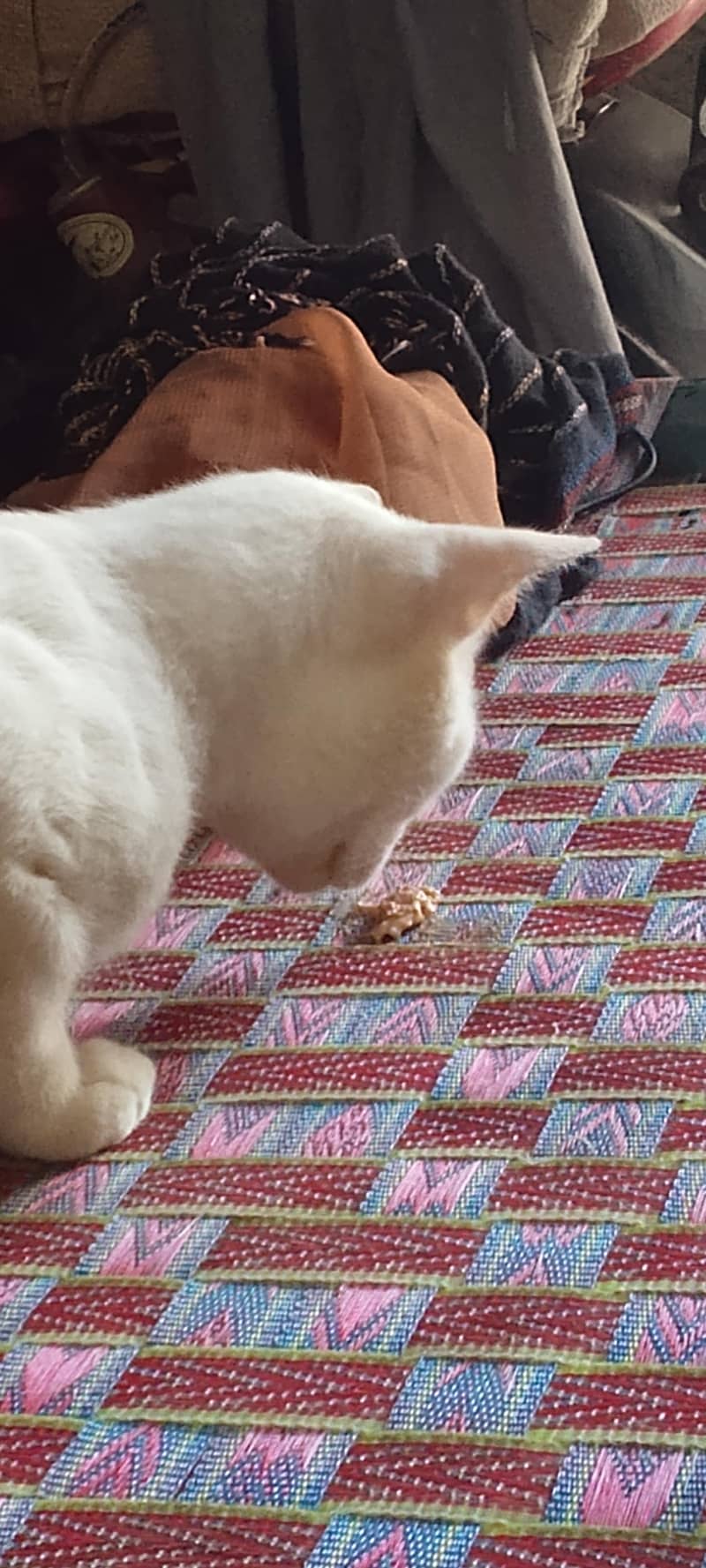 cats  3