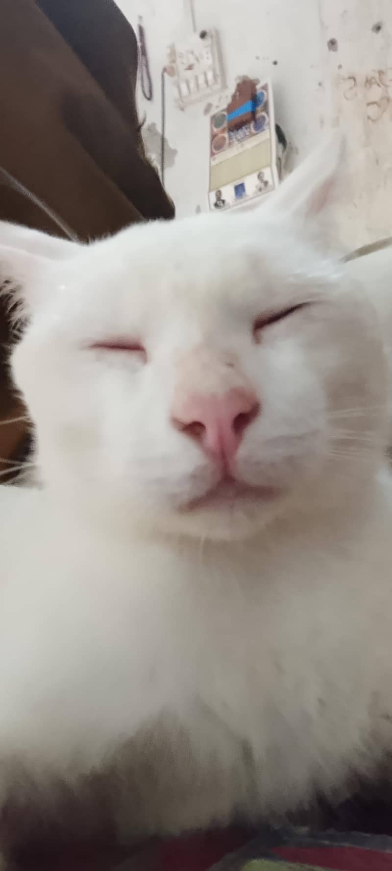cats  4