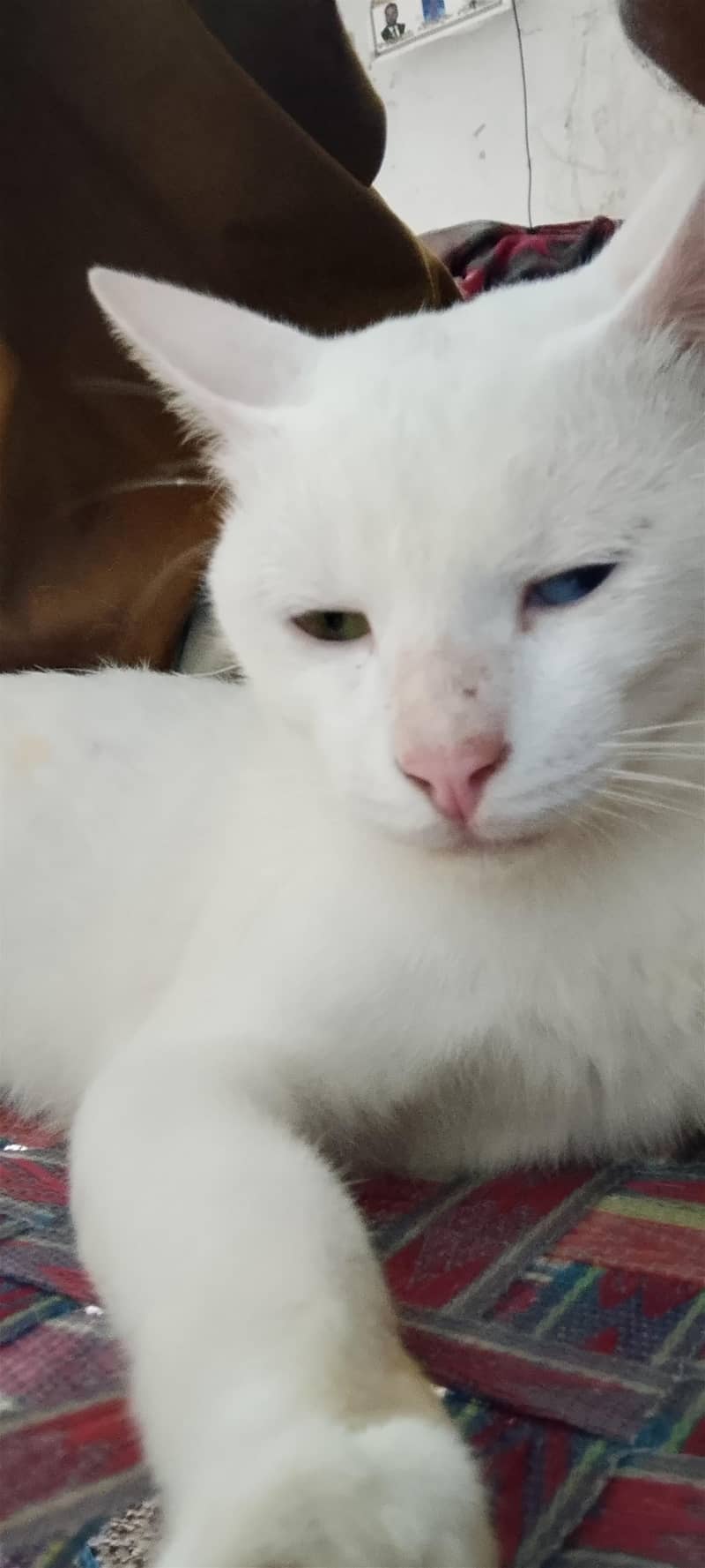 cats  5