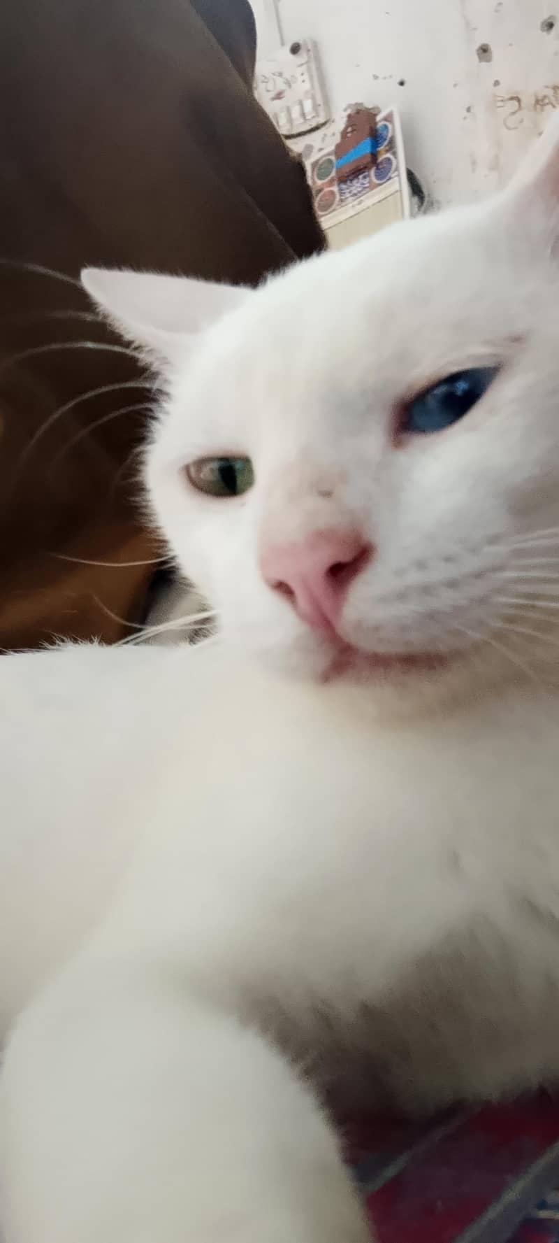 cats  6