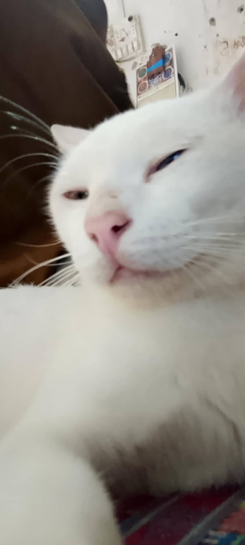 cats  7