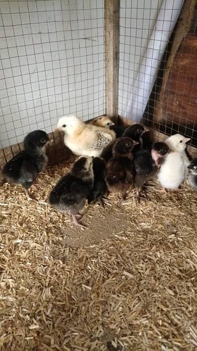 pure desi chicks for sale | golden misri chicks ayam cemani Light Suss