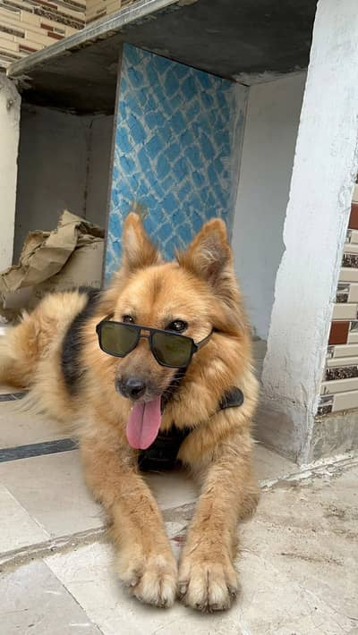 German shepherd+huskyMix Bread for Sale | Fluffy Dog