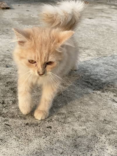Persian kittens for sale.