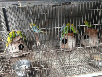 11 Australian Parrots for Sale.