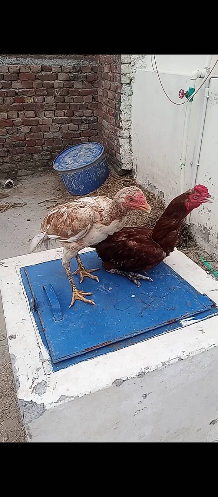 Java nasl ka hai 3