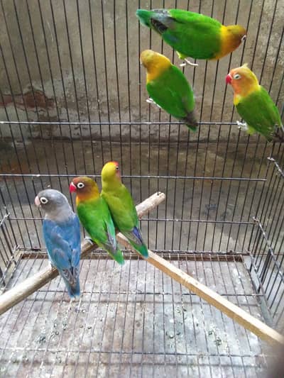 grean fisher love bird 6 pices