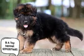 German Shepherd Pupps | German Shepherd Female | long Coat Pupps | GSD
