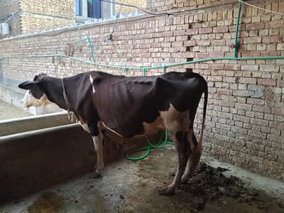 Friesian cross 05 months pregnant cow