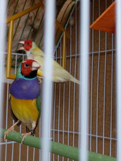 Golden finches (pair)