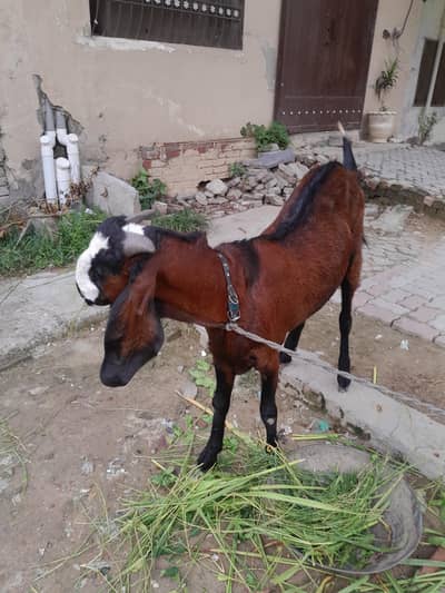 beetal bakra