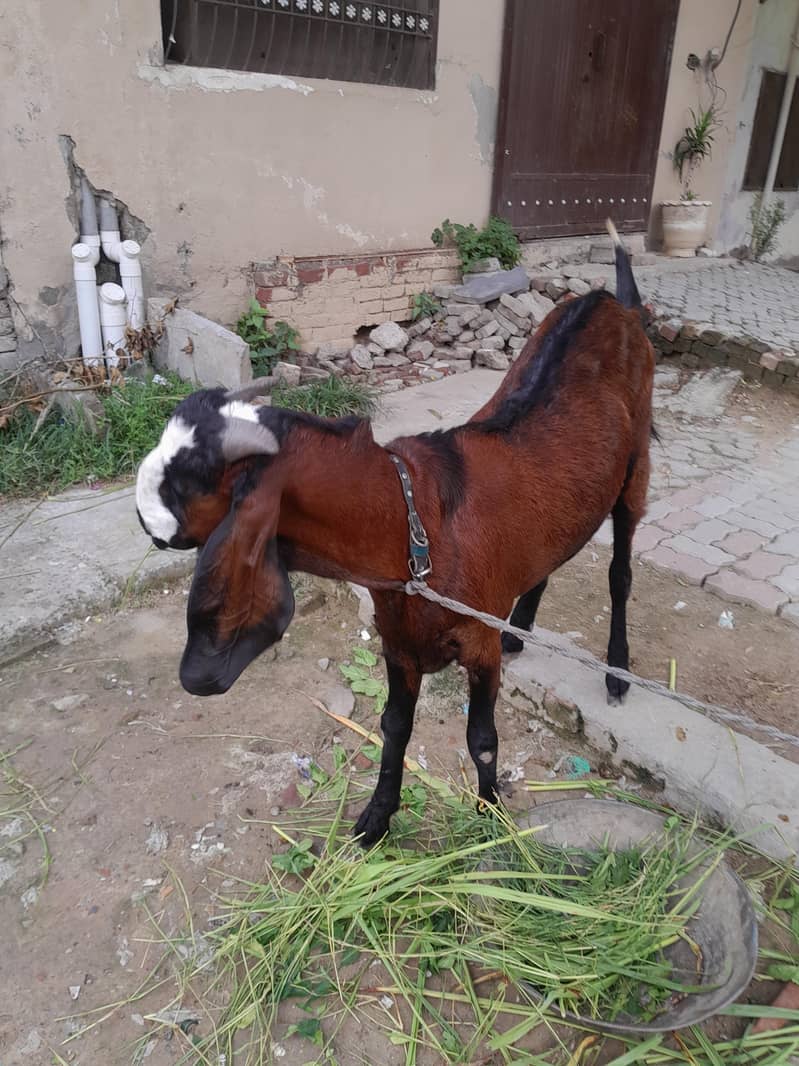 beetal bakra 0