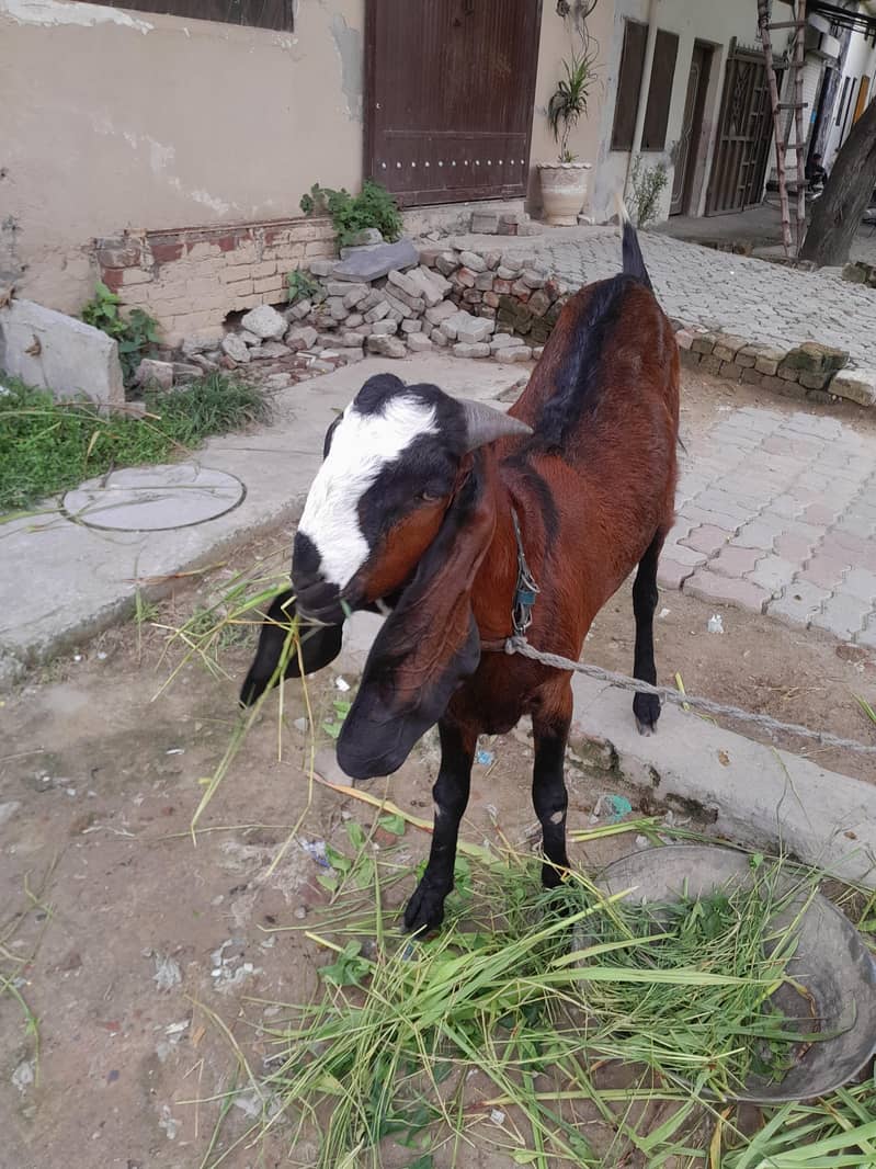 beetal bakra 1