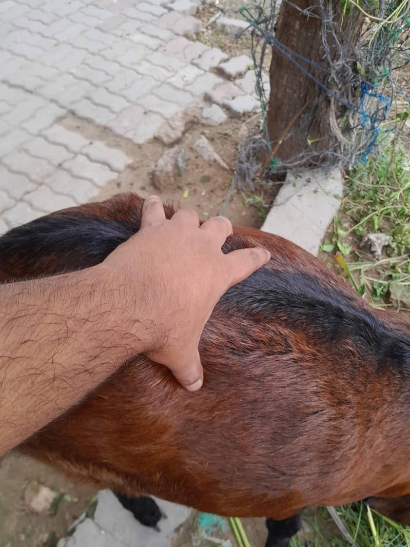 beetal bakra 2