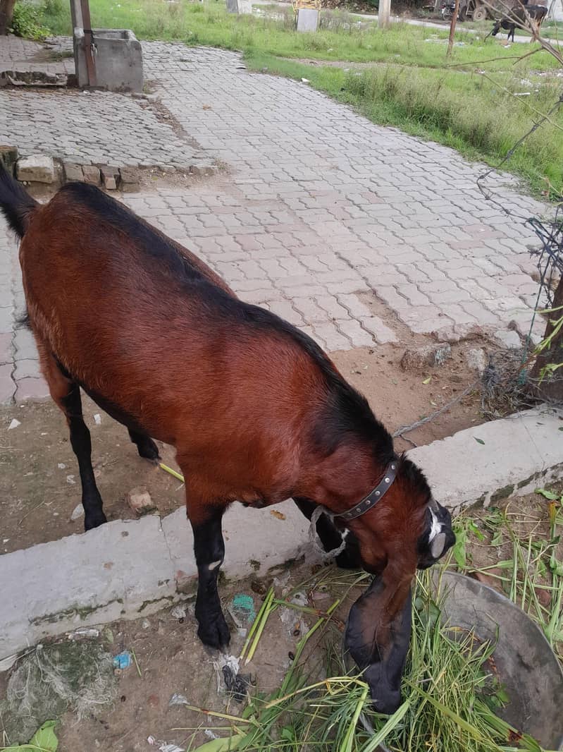 beetal bakra 3