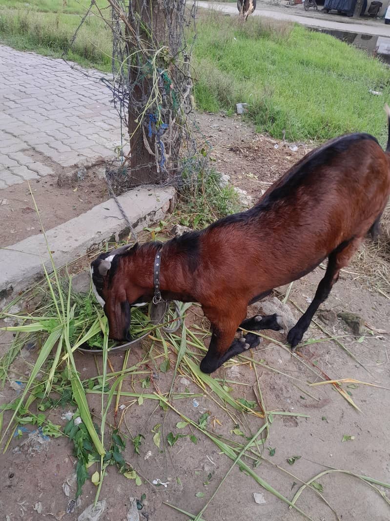 beetal bakra 4