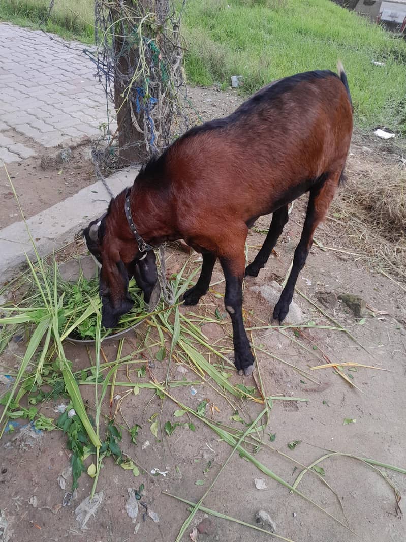 beetal bakra 5