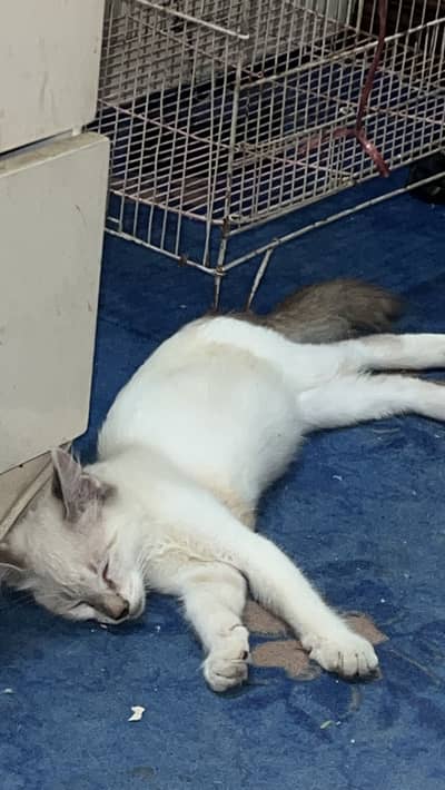 1 coat cat for sale