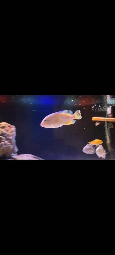 vieja cichlid