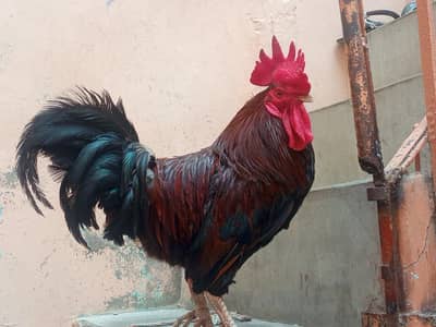 2 Sal Ka Active murgha