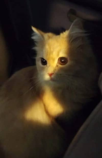 Persian Cat for Sale – 2 Years Old | Triple-Coated