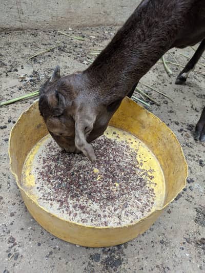 bakri