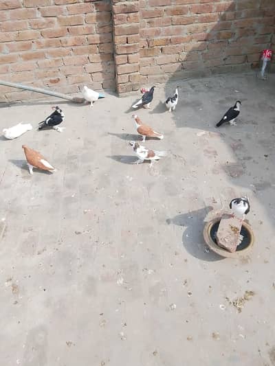 for sale