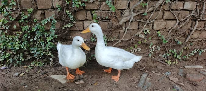 very beautiful ducks for sale