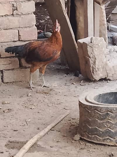 03266447231