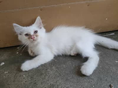 Persian Cat with 2 kittens